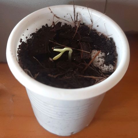 Chalupa - Alvaro  growlog photo: El sábado 3 de diciembre, empezó la etapa de plántula y se pudo evidenciar el despliegue de los cotiledones.