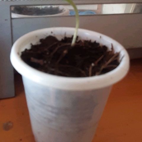 Chalupa - Alvaro  growlog photo: El sábado 3 de diciembre, empezó la etapa de plántula y se pudo evidenciar el despliegue de los cotiledones.