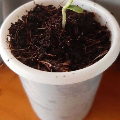 Chalupa - Alvaro  growlog photo: El sábado 3 de diciembre, empezó la etapa de plántula y se pudo evidenciar el despliegue de los cotiledones.