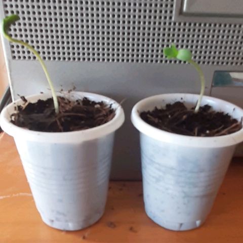 Chalupa - Alvaro  growlog photo: El sábado 3 de diciembre, empezó la etapa de plántula y se pudo evidenciar el despliegue de los cotiledones.
