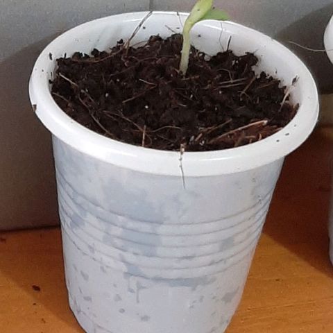 Chalupa - Alvaro  growlog photo: El sábado 3 de diciembre, empezó la etapa de plántula y se pudo evidenciar el despliegue de los cotiledones.
