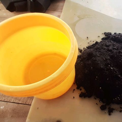 Chalupa - Alvaro  growlog photo: El domingo 4 de diciembre, se procedió a realizar la desinfección del sustrato y de las macetas. 