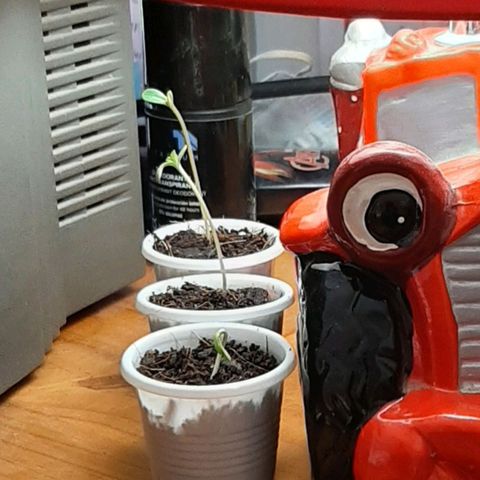 Chalupa - Alvaro  growlog photo: El viernes 2 de diciembre, se procedió a poner la iluminación, colocando una lámpara con un foco de 100 Watts, que ayudará con un mejor crecimiento de las plantas.