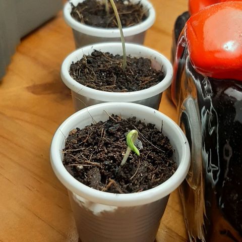Chalupa - Alvaro  growlog photo: El viernes 2 de diciembre, se procedió a poner la iluminación, colocando una lámpara con un foco de 100 Watts, que ayudará con un mejor crecimiento de las plantas.