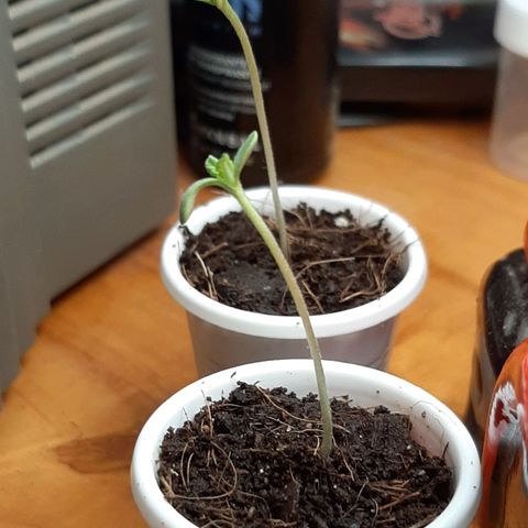 Chalupa - Alvaro  growlog photo: El lunes 5 de diciembre, se pudo evidenciar la aparición de las primeras hojas de la marihuana, 2 de forma redondeada que son las falsas, y 2 con los lóbulos típicos del cannabis que son las verdaderas.