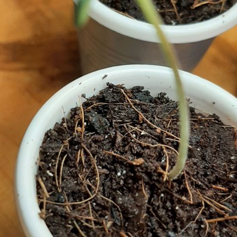 Chalupa - Alvaro  growlog photo: El lunes 5 de diciembre, se pudo evidenciar la aparición de las primeras hojas de la marihuana, 2 de forma redondeada que son las falsas, y 2 con los lóbulos típicos del cannabis que son las verdaderas.