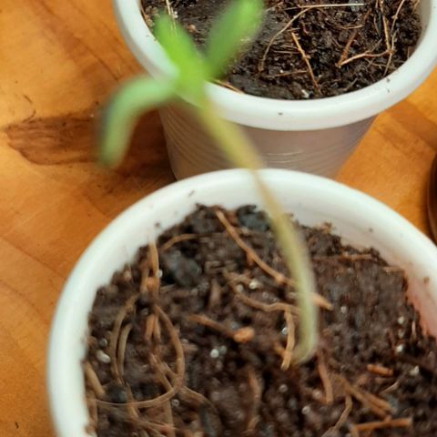 Chalupa - Alvaro  growlog photo: El lunes 5 de diciembre, se pudo evidenciar la aparición de las primeras hojas de la marihuana, 2 de forma redondeada que son las falsas, y 2 con los lóbulos típicos del cannabis que son las verdaderas.