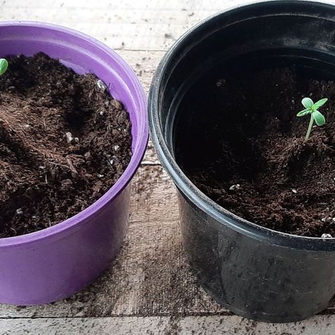 Chalupa - Alvaro  growlog photo: El martes 6 de diciembre, se procedió a trasplantar las plántulas de cannabis a las macetas.