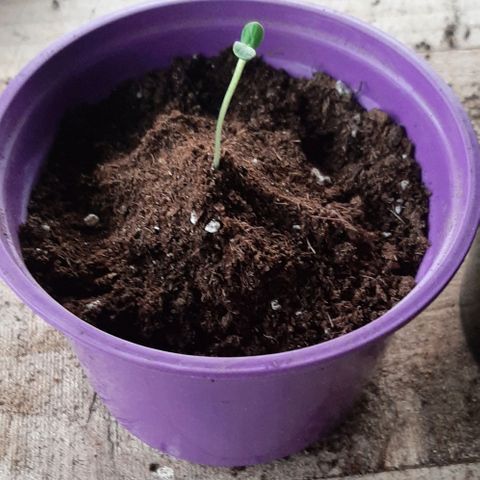 Chalupa - Alvaro  growlog photo: El martes 6 de diciembre, se procedió a trasplantar las plántulas de cannabis a las macetas.