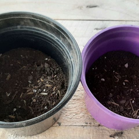 Chalupa - Alvaro  growlog photo: El martes 6 de diciembre, se procedió a trasplantar las plántulas de cannabis a las macetas.
