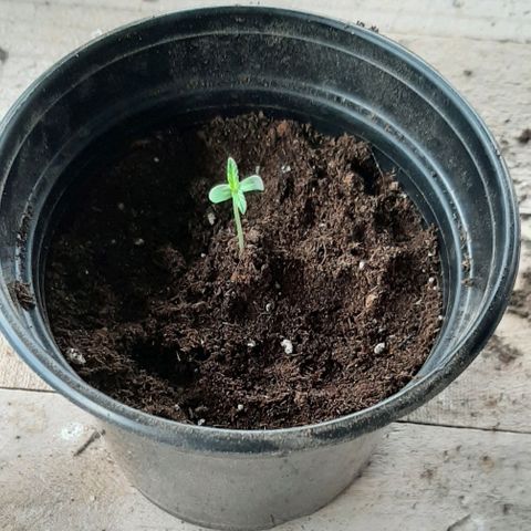 Chalupa - Alvaro  growlog photo: El martes 6 de diciembre, se procedió a trasplantar las plántulas de cannabis a las macetas.