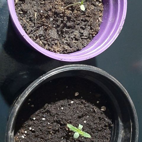 Chalupa - Alvaro  growlog photo: El sábado 10 de diciembre, se pudo evidenciar el crecimiento de el primer par de hojas verdaderas.