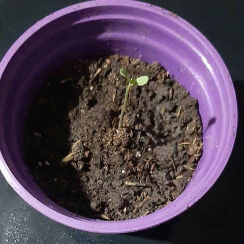 Chalupa - Alvaro  growlog photo: El sábado 10 de diciembre, se pudo evidenciar el crecimiento de el primer par de hojas verdaderas.