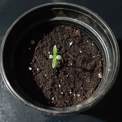 Chalupa - Alvaro  growlog photo: El sábado 10 de diciembre, se pudo evidenciar el crecimiento de el primer par de hojas verdaderas.
