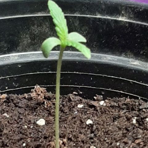 Chalupa - Alvaro  growlog photo: El martes 13 de diciembre, la planta tuvo un crecimiento de 5,5cm, mientras que su par de hojas de 1,5cm.