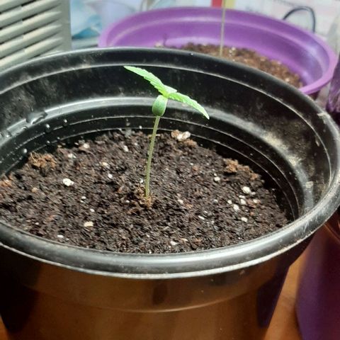 Chalupa - Alvaro  growlog photo: El sábado 17 de diciembre, la planta tuvo un crecimiento de 5,5cm, mientras que su par de hojas de 1,7cm.