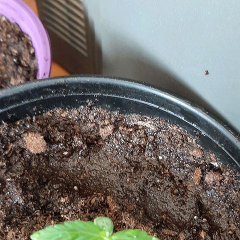 Chalupa - Alvaro  growlog photo: El martes 20 de diciembre, la planta tuvo un crecimiento de 5,7cm, mientras que su par de hojas de 2 cm.