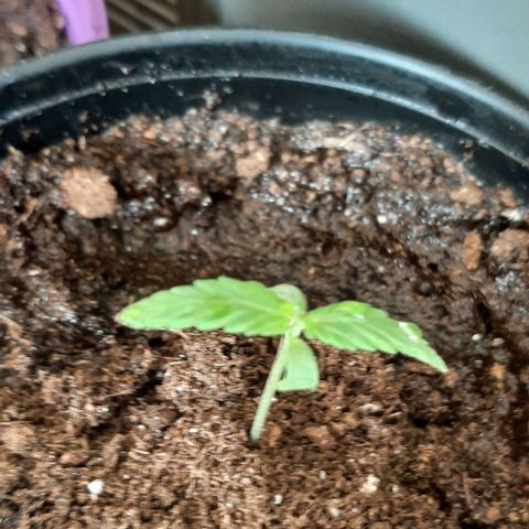 Chalupa - Alvaro  growlog photo: El martes 20 de diciembre, la planta tuvo un crecimiento de 5,7cm, mientras que su par de hojas de 2 cm.