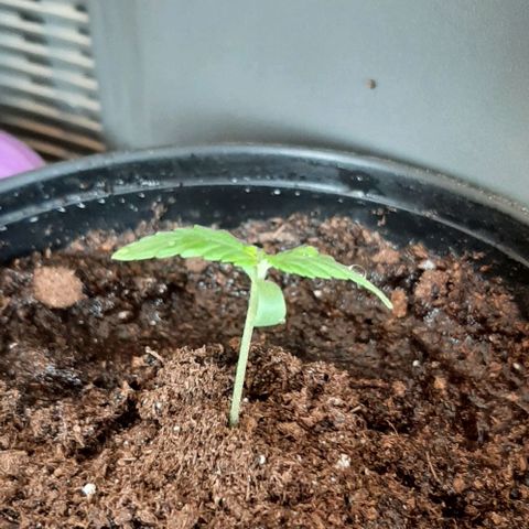 Chalupa - Alvaro  growlog photo: El martes 20 de diciembre, la planta tuvo un crecimiento de 5,7cm, mientras que su par de hojas de 2 cm.