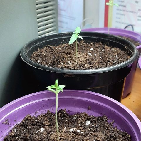 Chalupa - Alvaro  growlog photo: El jueves 22 de diciembre, la planta tuvo un crecimiento de 5,7cm, mientras que su par de hojas de 2,5cm.