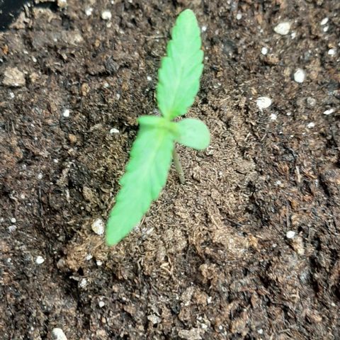 Chalupa - Alvaro  growlog photo: El jueves 22 de diciembre, la planta tuvo un crecimiento de 5,7cm, mientras que su par de hojas de 2,5cm.