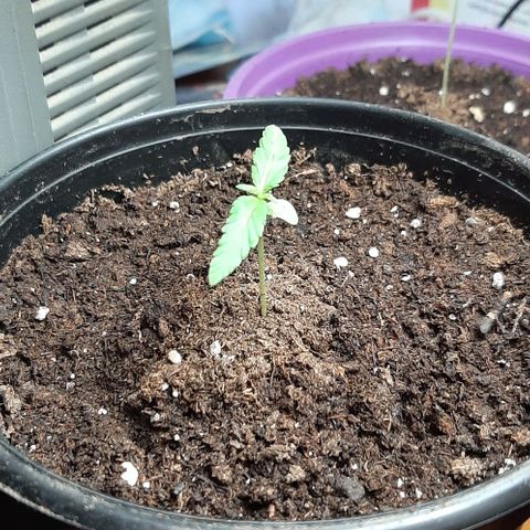 Chalupa - Alvaro  growlog photo: El jueves 22 de diciembre, la planta tuvo un crecimiento de 5,7cm, mientras que su par de hojas de 2,5cm.