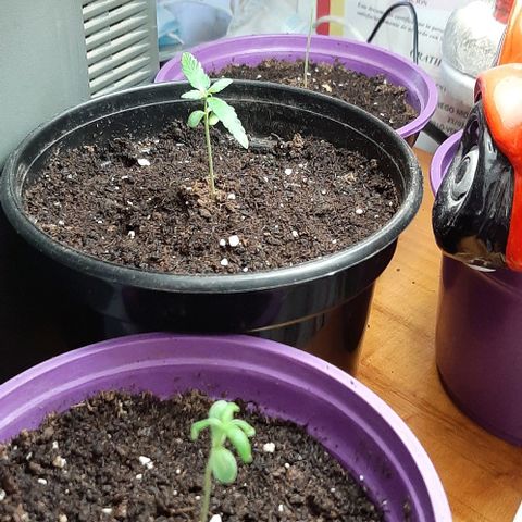 Chalupa - Alvaro  growlog photo: El sábado 24 de diciembre, se pudo evidenciar el crecimiento del segundo par de hojas.