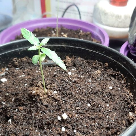 Chalupa - Alvaro  growlog photo: El sábado 24 de diciembre, se pudo evidenciar el crecimiento del segundo par de hojas.