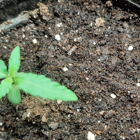 Chalupa - Alvaro  growlog photo: El sábado 24 de diciembre, se pudo evidenciar el crecimiento del segundo par de hojas.