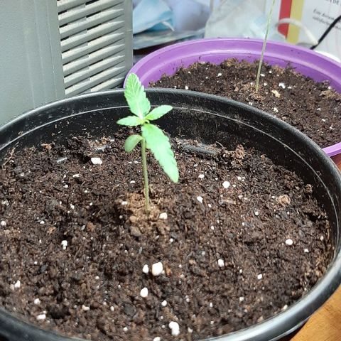 Chalupa - Alvaro  growlog photo: El sábado 24 de diciembre, se pudo evidenciar el crecimiento del segundo par de hojas.