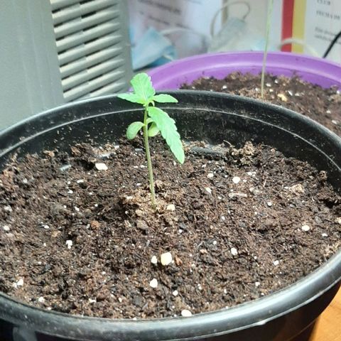 Chalupa - Alvaro  growlog photo: El lunes 26 de diciembre, la planta tuvo un crecimiento de 6cm, mientras que el par de hojas primeras de 3cm.
