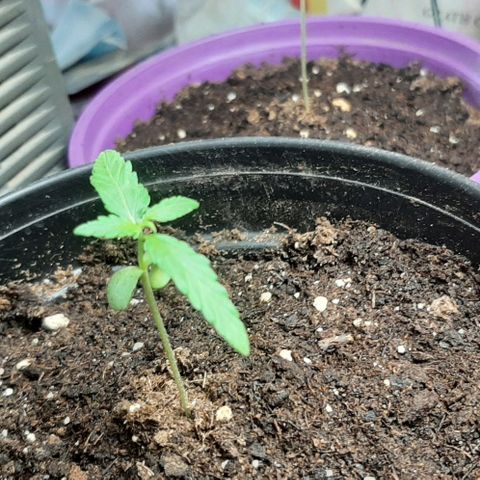 Chalupa - Alvaro  growlog photo: El lunes 26 de diciembre, la planta tuvo un crecimiento de 6cm, mientras que el par de hojas primeras de 3cm.