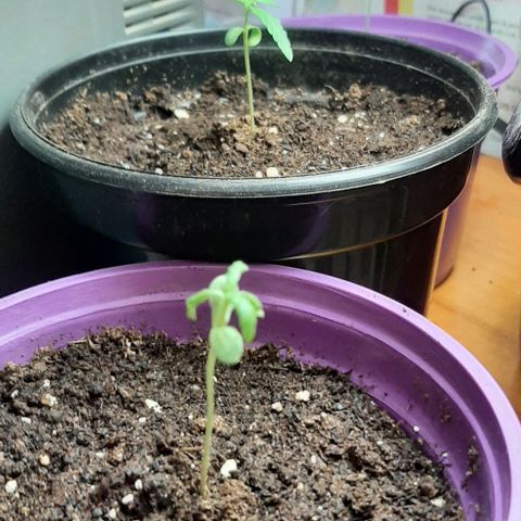 Chalupa - Alvaro  growlog photo: El lunes 26 de diciembre, la planta tuvo un crecimiento de 6cm, mientras que el par de hojas primeras de 3cm.