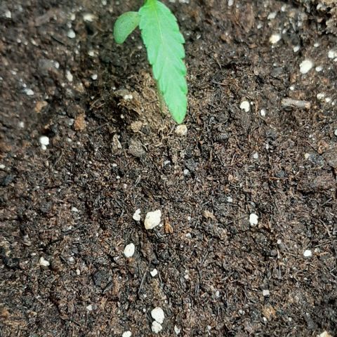 Chalupa - Alvaro  growlog photo: El lunes 26 de diciembre, la planta tuvo un crecimiento de 6cm, mientras que el par de hojas primeras de 3cm.