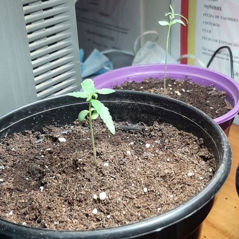 Chalupa - Alvaro  growlog photo: El martes 27 de diciembre, se pudo evidenciar el crecimiento del tercer par de hojas.