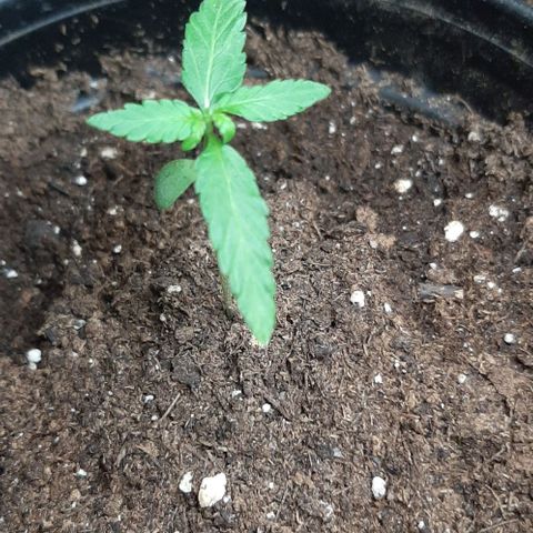 Chalupa - Alvaro  growlog photo: El martes 27 de diciembre, se pudo evidenciar el crecimiento del tercer par de hojas.