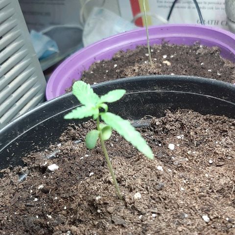 Chalupa - Alvaro  growlog photo: El martes 27 de diciembre, se pudo evidenciar el crecimiento del tercer par de hojas.