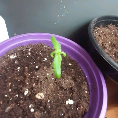 Chalupa - Alvaro  growlog photo: El sábado 31 de diciembre, la planta tuvo un crecimiento de 6,3 cm, mientras que el par de hojas primeras de 3,2 cm.