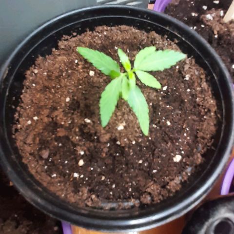 Chalupa - Alvaro  growlog photo: El sábado 31 de diciembre, la planta tuvo un crecimiento de 6,3 cm, mientras que el par de hojas primeras de 3,2 cm.