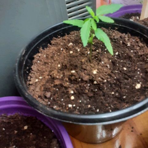 Chalupa - Alvaro  growlog photo: El sábado 31 de diciembre, la planta tuvo un crecimiento de 6,3 cm, mientras que el par de hojas primeras de 3,2 cm.
