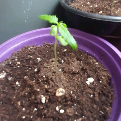 Chalupa - Alvaro  growlog photo: El sábado 31 de diciembre, la planta tuvo un crecimiento de 6,3 cm, mientras que el par de hojas primeras de 3,2 cm.