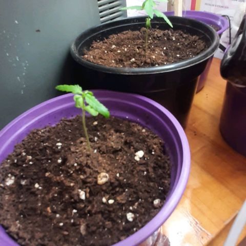 Chalupa - Alvaro  growlog photo: El sábado 31 de diciembre, la planta tuvo un crecimiento de 6,3 cm, mientras que el par de hojas primeras de 3,2 cm.