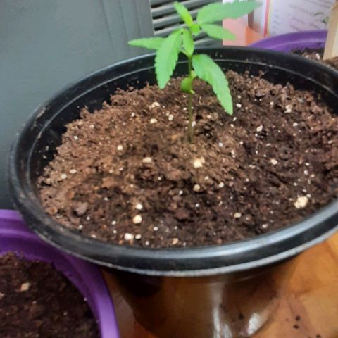 Chalupa - Alvaro  growlog photo: El sábado 31 de diciembre, la planta tuvo un crecimiento de 6,3 cm, mientras que el par de hojas primeras de 3,2 cm.