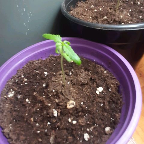 Chalupa - Alvaro  growlog photo: El sábado 31 de diciembre, la planta tuvo un crecimiento de 6,3 cm, mientras que el par de hojas primeras de 3,2 cm.
