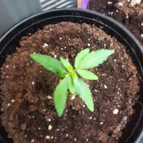 Chalupa - Alvaro  growlog photo: El sábado 31 de diciembre, la planta tuvo un crecimiento de 6,3 cm, mientras que el par de hojas primeras de 3,2 cm.