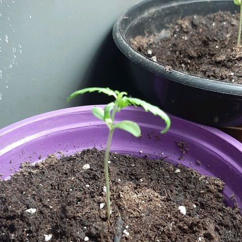 Chalupa - Alvaro  growlog photo: El martes 3 de enero, se pudo evidenciar el crecimiento del cuarto par de hojas.