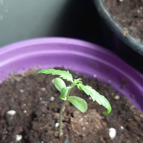 Chalupa - Alvaro  growlog photo: El martes 3 de enero, se pudo evidenciar el crecimiento del cuarto par de hojas.