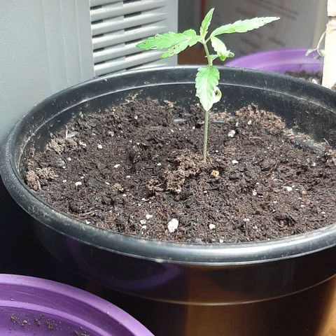 Chalupa - Alvaro  growlog photo: El martes 3 de enero, se pudo evidenciar el crecimiento del cuarto par de hojas.