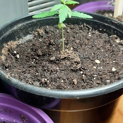 Chalupa - Alvaro  growlog photo: El martes 3 de enero, se pudo evidenciar el crecimiento del cuarto par de hojas.