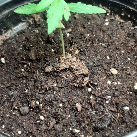 Chalupa - Alvaro  growlog photo: El martes 3 de enero, se pudo evidenciar el crecimiento del cuarto par de hojas.